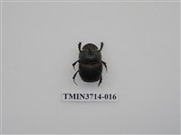 藏品(爪哇大黑糞金龜)的圖片